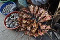 Di Vietnam, tikus disantap...