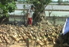 Flu burung marak, peternak...