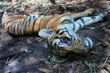 Kalah berkelahi, Harimau...