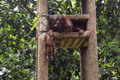Orangutan di Ragunan...