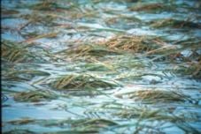 Banjir, 4.900 hektare...