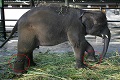 Media Inggris ulas amburadulnya...