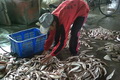 Stok melimpah, harga...