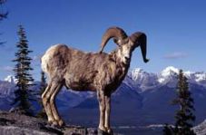Lagi, seekor kambing...