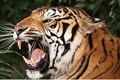 Aparat India buru harimau...