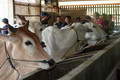Kemendag impor sapi...