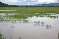1.000 hektare sawah...