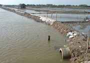 Petani tambak di Indramayu...