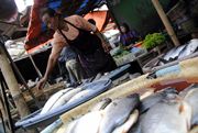 Harga ikan tambak di...