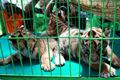Macan Tutul Jawa dinyatakan...