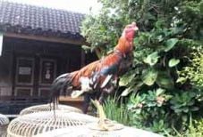Ayam berkaki tiga hebohkan...