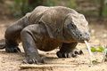 Komodo Kebun Binatang...