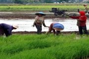 Kementan siapkan 13,5...