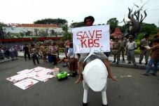 Satu-satunya babon di...