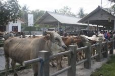Harga sapi dan kambing...