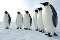 Awal Maret, 6 penguin...