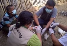 Daerah terjangkit flu...