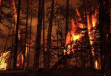 Hutan di Bengkalis terbakar,...