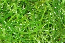 Industri rumput laut...