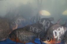 Ikan-ikan ini berkampanye...