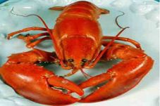 Harga lobster di Bali...