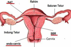 Perempuan Jepara rentan...