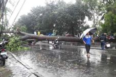 Hujan angin, 2 pohon...