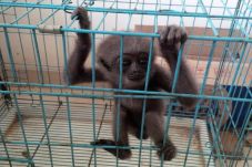 Jual owa Jawa via BBM,...