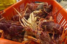 Harga udang terus melambung...