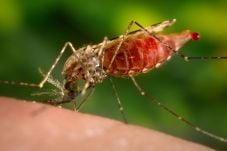 Berantas malaria, Kemenkes...