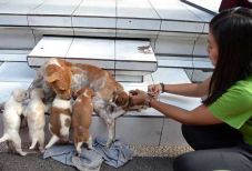 Cegah rabies, anjing...