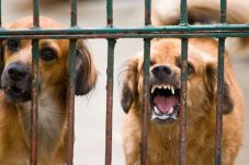 43 anjing rabies tewas...