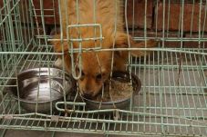 Laporan 100 anjing dikubur...