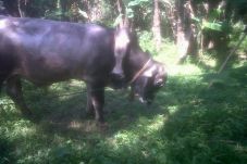 Heboh sapi berkaki lima...