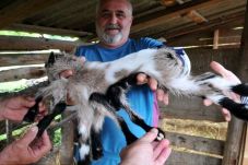 Anak kambing di Kroasia...