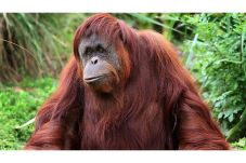 Orangutan disiksa hingga...