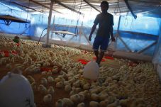 Tingginya Kematian Ayam...