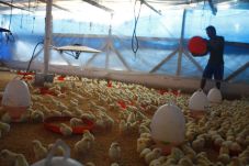 Peternak Ayam Kejar...