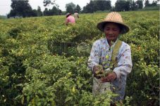 Harga Cabai Terjun Bebas,...