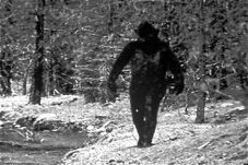 Bigfoot Tertangkap Kamera...