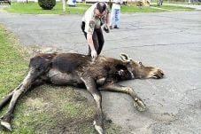 Kelelahan, Seekor Rusa...