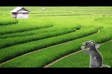 Hama Tikus Serang Tanaman...