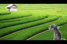 Serangan Hama Tikus...