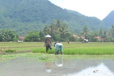 Petani Cirebon Pertanyakan...