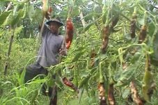 Harga Anjlok, Petani...