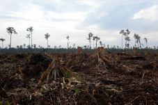 WWF Gagal Kelola Taman...