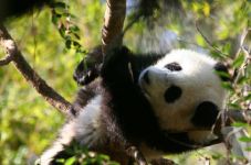 Bayi Panda China Diklaim...