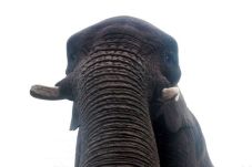 Di Inggris, Gajah Ikutan...
