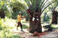 Kelapa Sawit, Deforestasi,...