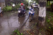 Pohon Tumbang Menimpa...